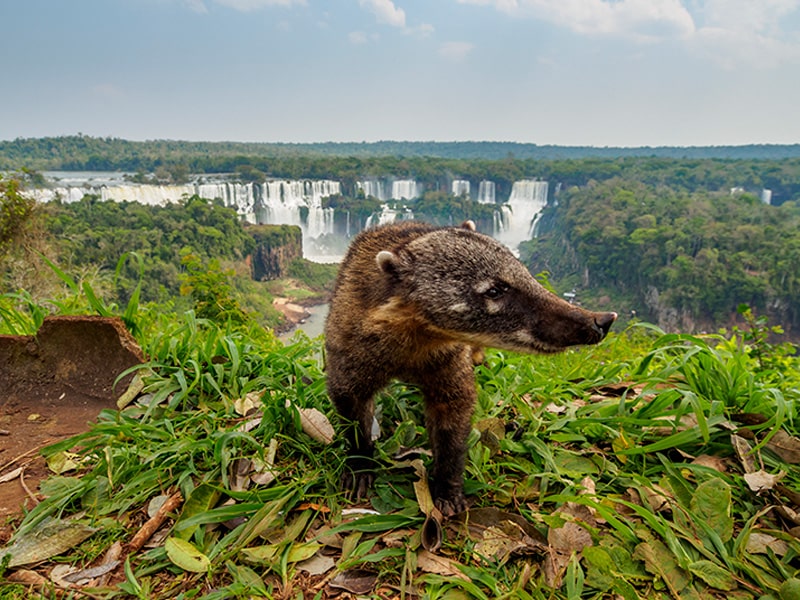 O Parque Nacional Do Iguaçu Completa 84 Anos Visit Iguassu