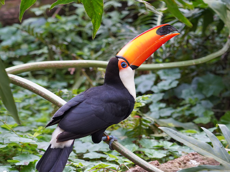 Parque das Aves