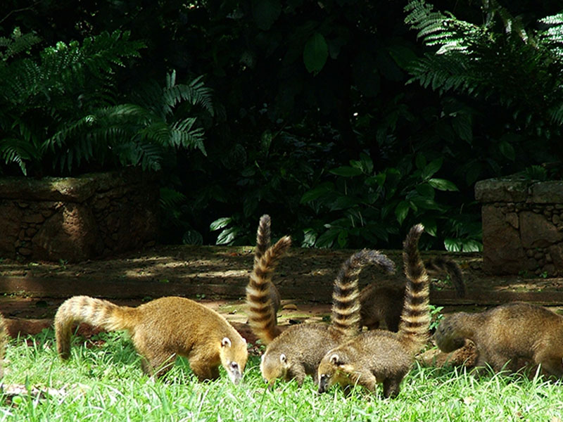 animais no Parque Nacional do Iguaçu