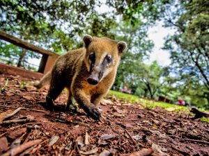 animais em Foz do Iguaçu
