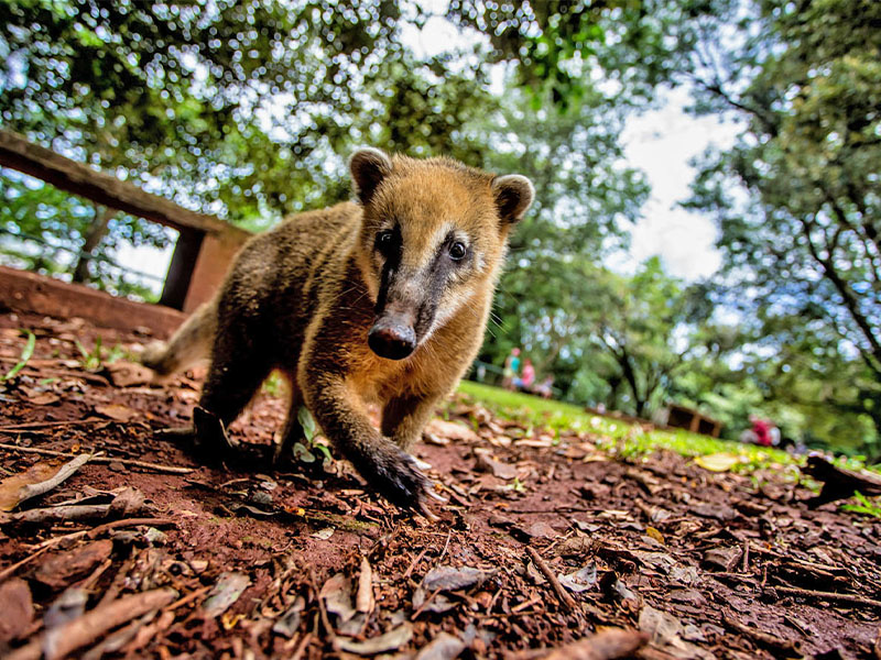 animais em Foz do Iguaçu