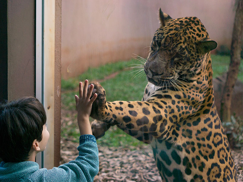 animais no Refúgio Biológico Bela Vista