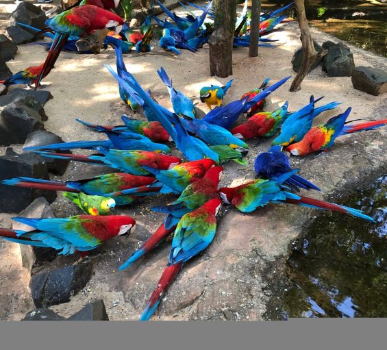 Parque das Aves Araras Chão